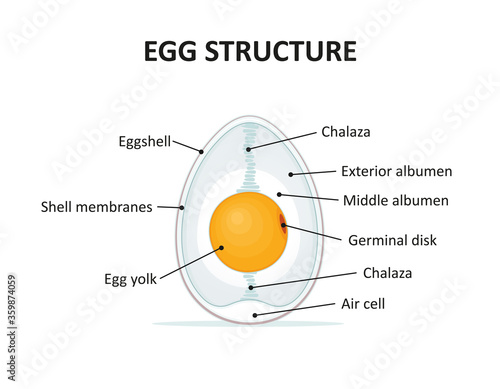 Structure Of Egg photo