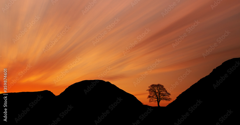Sycamore Gap tree at Hadrians wall silhouetted against an orange sky at sunset. Northumberland landscape location on the England / Scotland Border