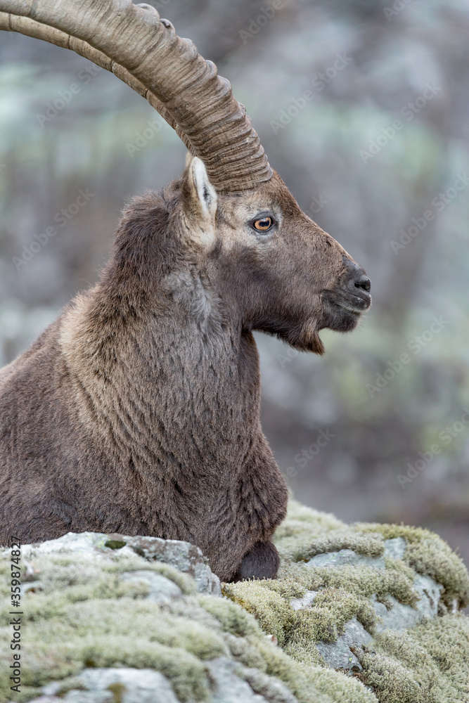 Alpine ibex on the rock (Capra ibex) Alpine ibex on the rock (Capra ibex)