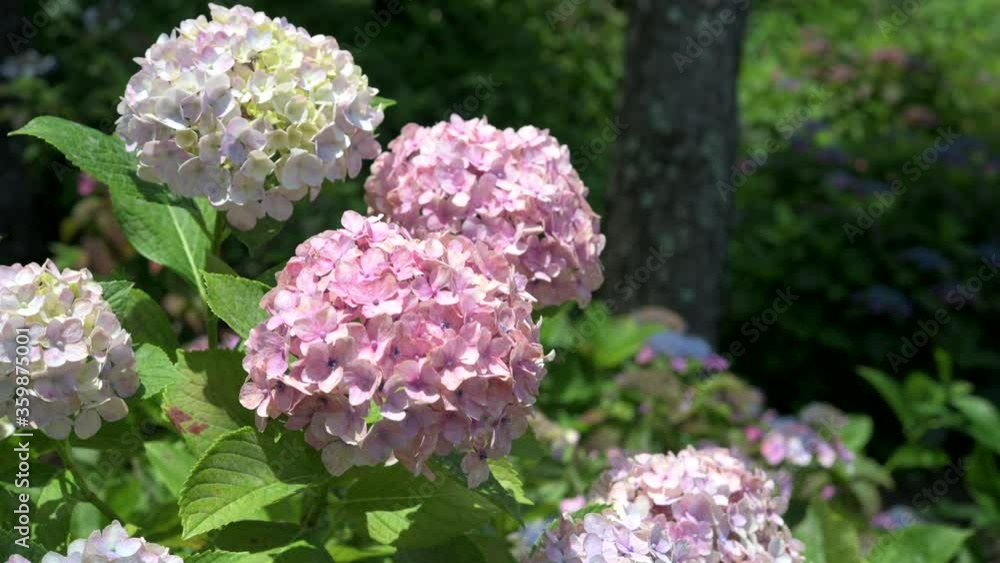 The colorful hydrangeas that bloom in spring and summer shake in the wind.