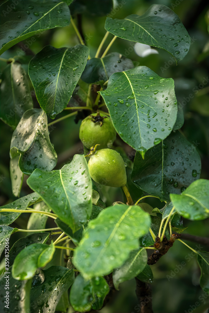 Ripe pears on a pear tree. Summer orchard, organic fruit harvest Ripe pears on a pear tree. Summer orchard, organic fruit harvest