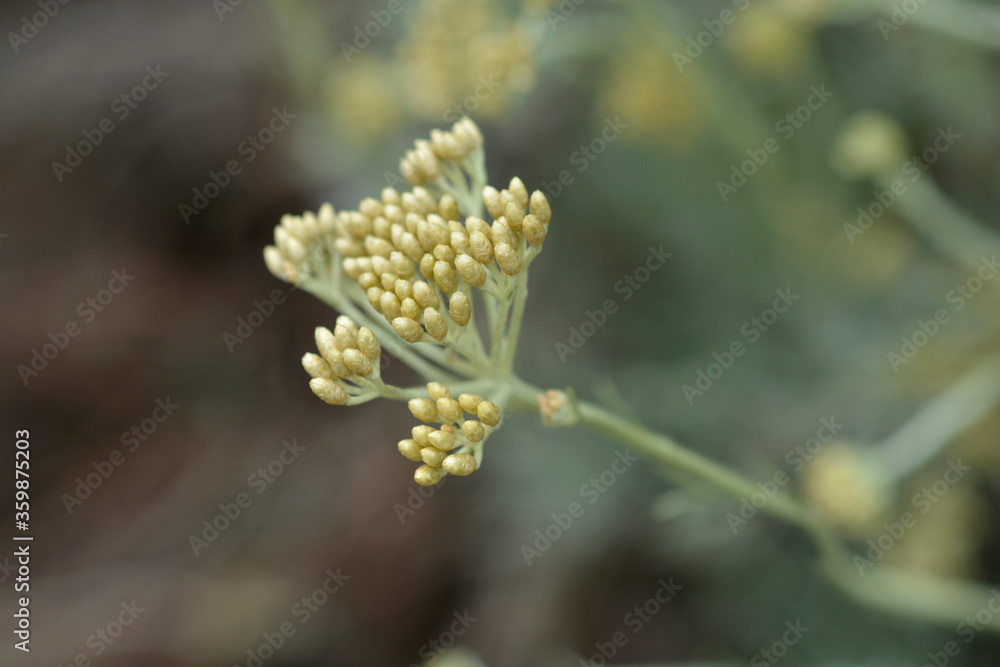 Obraz premium Italian everlasting flowers