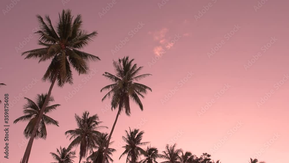 Tropical seaside coconut palm tree in wind sunset evening. Travel summer beach holiday vacation concept. Tropical seaside coconut palm tree in wind sunset evening. Travel summer beach holiday vacation concept.