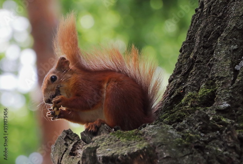 A squirrel on a tree eats a nut in Central Park in Kharkov.  © Kr_photo
