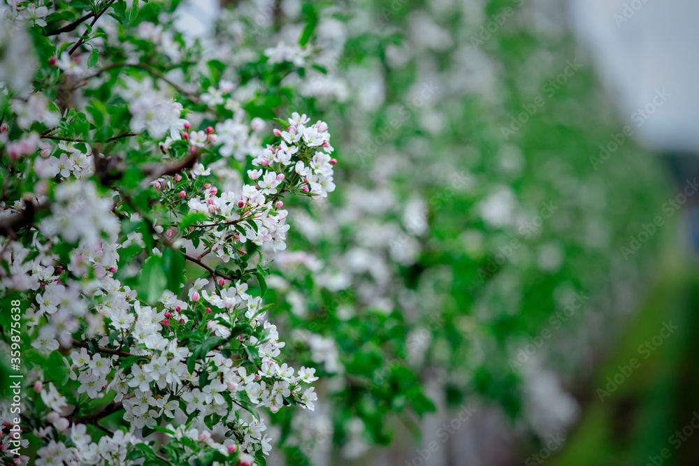 Apple tree flowers in garden. Blooming spring trees Apple tree flowers in garden. Blooming spring trees