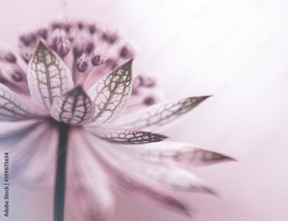 Astrantia- różowe kwiaty - obrazy, fototapety, plakaty 