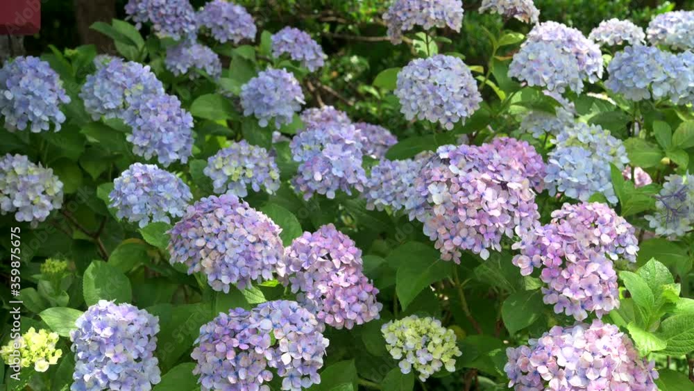 The colorful hydrangeas that bloom in spring and summer shake in the wind. The colorful hydrangeas that bloom in spring and summer shake in the wind.