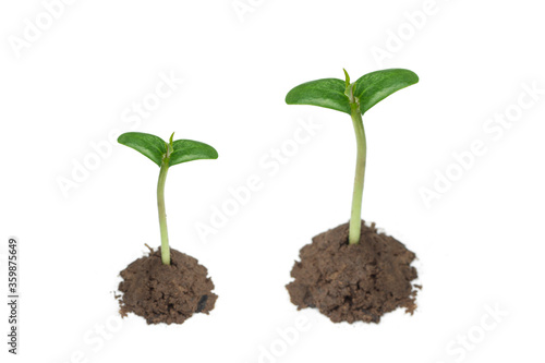 Seedling seedlings isolated on a white background, Tropical seedlings.