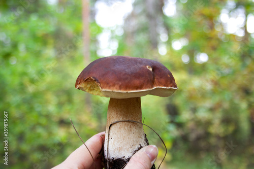 Boletus held in hands against the background of the autumn forest