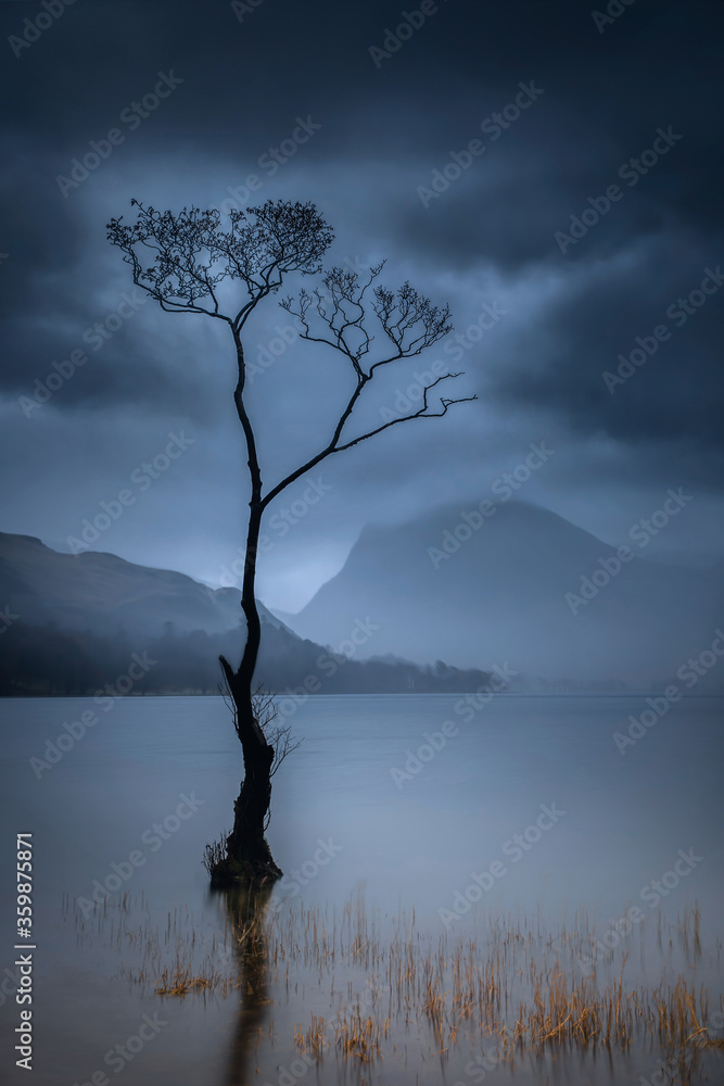 A lone tree overlooking Buttermere in the English Lake District on an atmospheric,  stormy day. View looking back to the Haystacks and Fleetwith pike in the rain and low cloud. 
