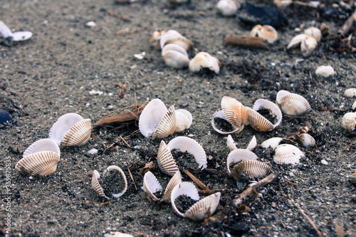 Seashells on the sand by the sea photo