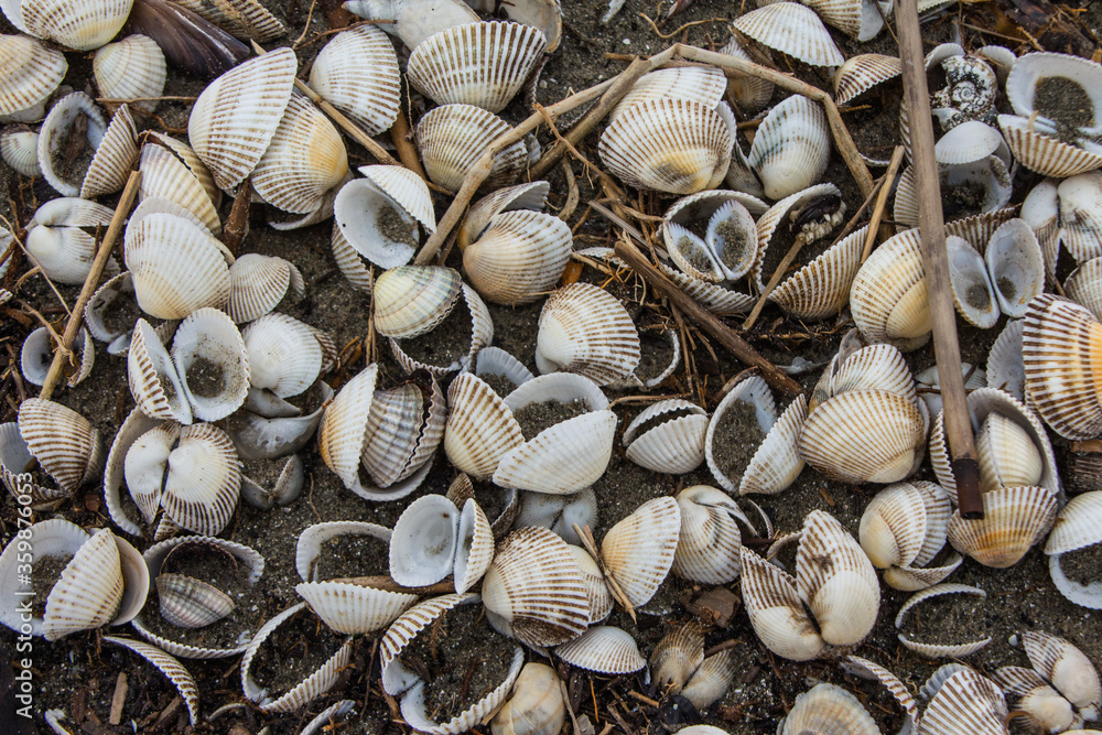 Seashells on the sand by the sea