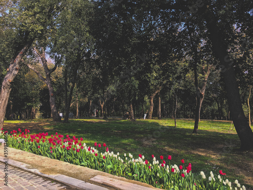 tulips in the park at spring