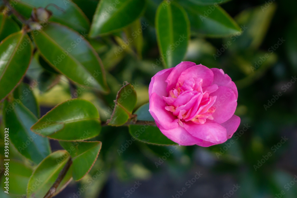 Pink Flower Pink Flower