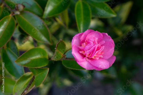 Pink Flower