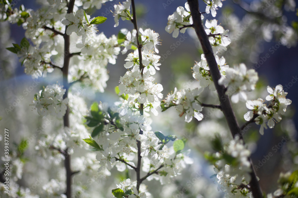Flowers of the apple tree. White flowers on the branches. Flowers of the apple tree. White flowers on the branches.