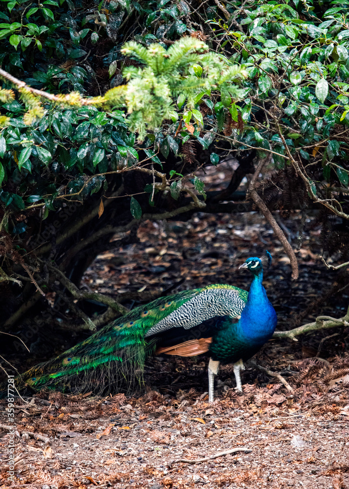 Peacock sheltering under a tree Peacock sheltering under a tree