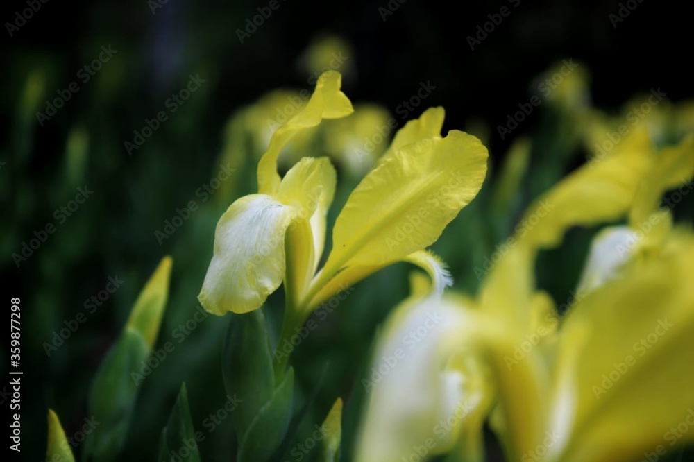 Fototapeta premium yellow flower in the arboretum