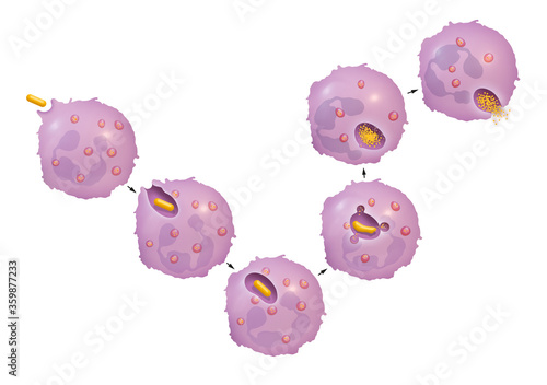 Process of phagocytosis by neutrophils photo