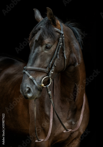 Male Stallion brown horse head and shoulders against a dark brown background