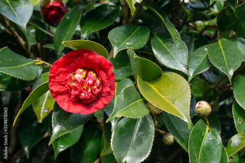 Red Flower