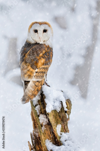 Adult Barn owl (tyto alba) perched looking back in the snow showing a white heart shaped face. Wintery white snow postcard wild owl scene photo