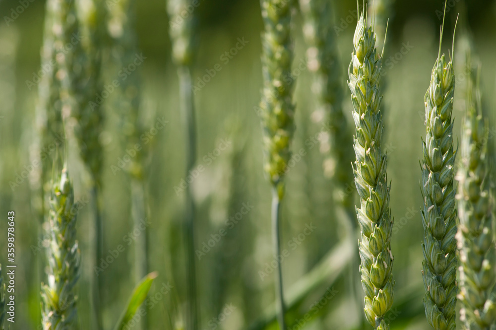 field with green spikelets of barley field with green spikelets of barley
