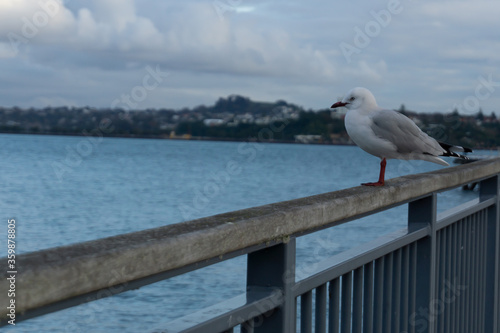 Seagull on the pier