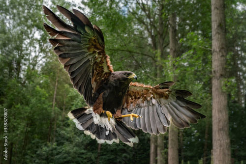 Photography Adult male Harris Hawk ( Parabuteo unicinctus ) coming into land with wings flared sohowing feathers and talons