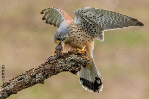 Male adult Kestrel (Falco tinnunculus) hawk landing on a perch with a mouse ready to eat. 