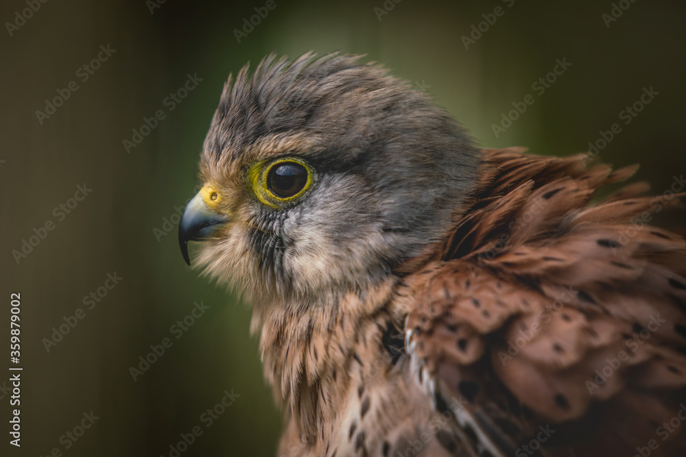 Adult male european Kestrel all fluffed up ready to bathe. (Falco tinnunculus) Adult male european Kestrel all fluffed up ready to bathe. (Falco tinnunculus)