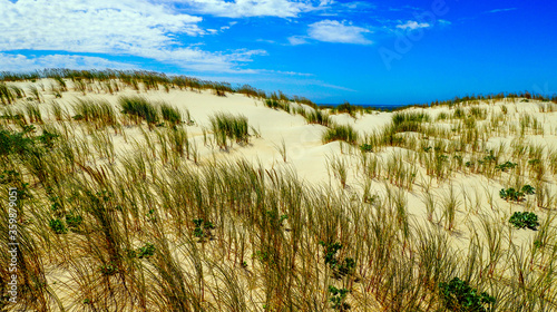 Fototapeta Naklejka Na Ścianę i Meble -  Wild plants in the sand of the Pyla dune, near Arcachon on the Atlantic coast, in Aquitaine, in the southwest of France