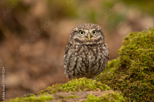 Little Owl (Athene noctua) stares at the camera with piercing eyes