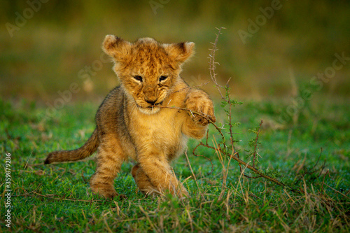 Lion cub holds thorn branch to mouth