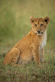 Lion cub sits in grass turning head