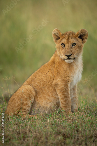 Lion cub sits in grass turning head © Nick Dale