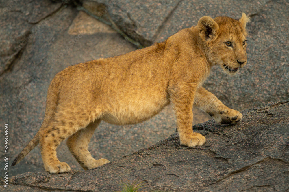 Obraz premium Lion cub walks up rock looking right
