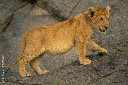 Lion cub walks up rock looking right