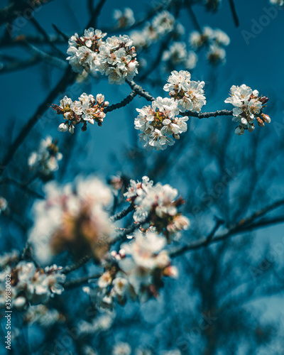 Blüten am Kirschbaum