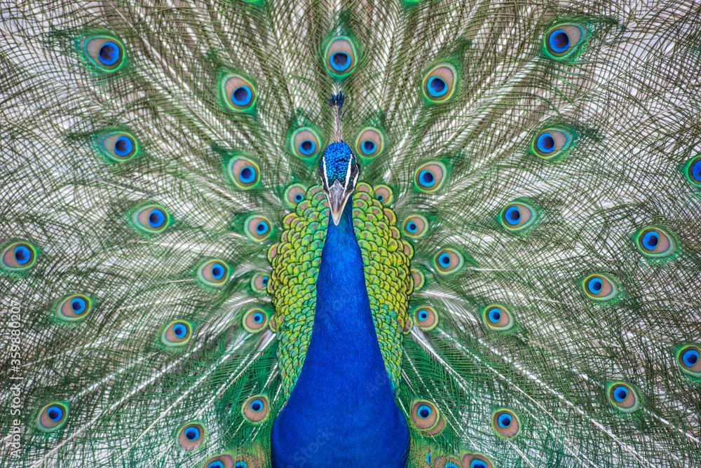 Obraz premium Pavo Real