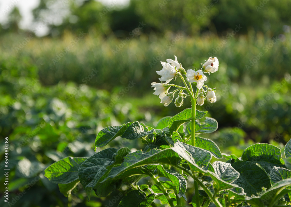 white flowers flowering potato plant white flowers flowering potato plant