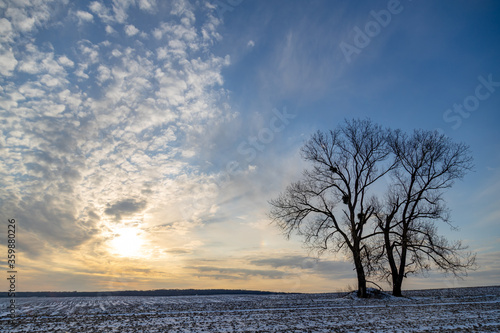 Alone frozen tree pair on winter field with sun from the clouds. Windy weather and climate change concept.