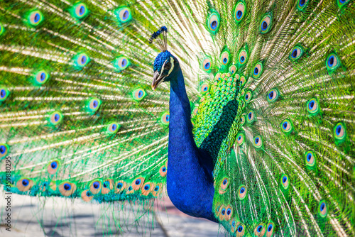 Pavo Real