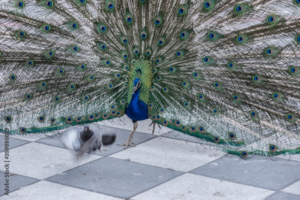 Fotografie Pavo Real