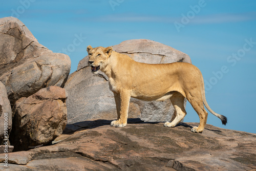 Lioness stands on rock with open mouth