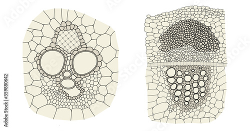 Plant vascular bundle comparison on monocot (left) and dicot (right) photo