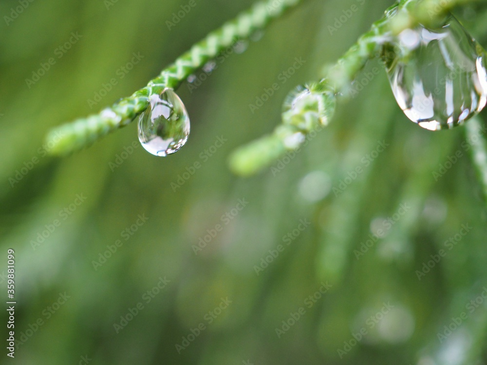 Closeup water drops on green leaf with blurred background ,macro image ,dew on nature leaves , droplets in forest ,yellow flower with drops of water, soft focus for card design Closeup water drops on green leaf with blurred background ,macro image ,dew on nature leaves , droplets in forest ,yellow flower with drops of water, soft focus for card design