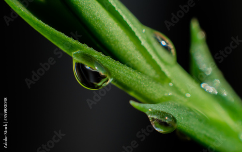 Green young leaves in water drops