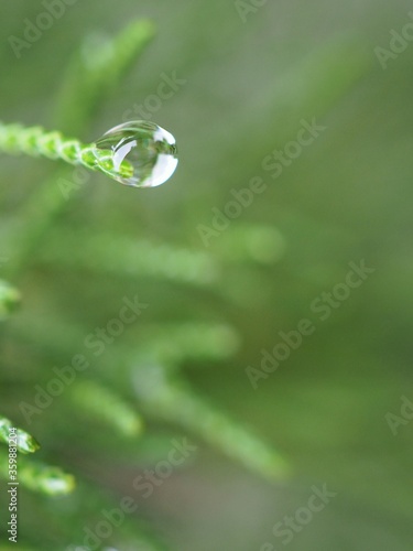 Closeup water drops on green leaf with blurred background ,macro image ,dew on nature leaves , droplets in forest ,yellow flower with drops of water, soft focus for card design