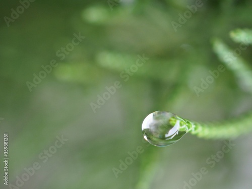 Closeup water drops on green leaf with blurred background ,macro image ,dew on nature leaves , droplets in forest ,yellow flower with drops of water, soft focus for card design
